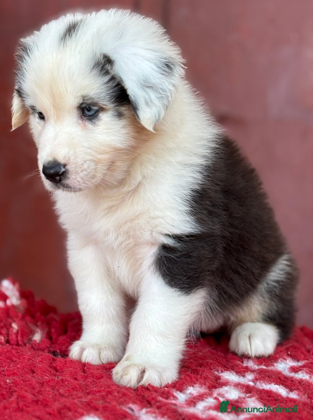 Australian Shepherd cani in vendita: Femmina Tricolor Black - Sunny  a Provincia di Vicenza - Immagine 5