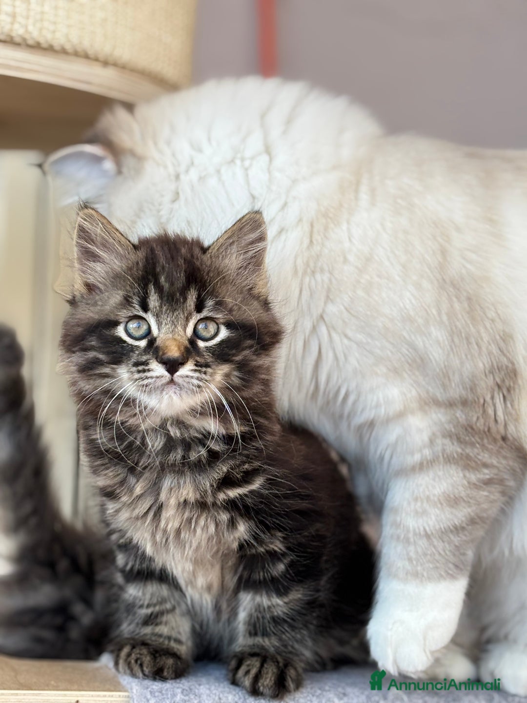 Siberiano gatti in vendita: Siberiano gattino ipoallergenico - Annuncio 3