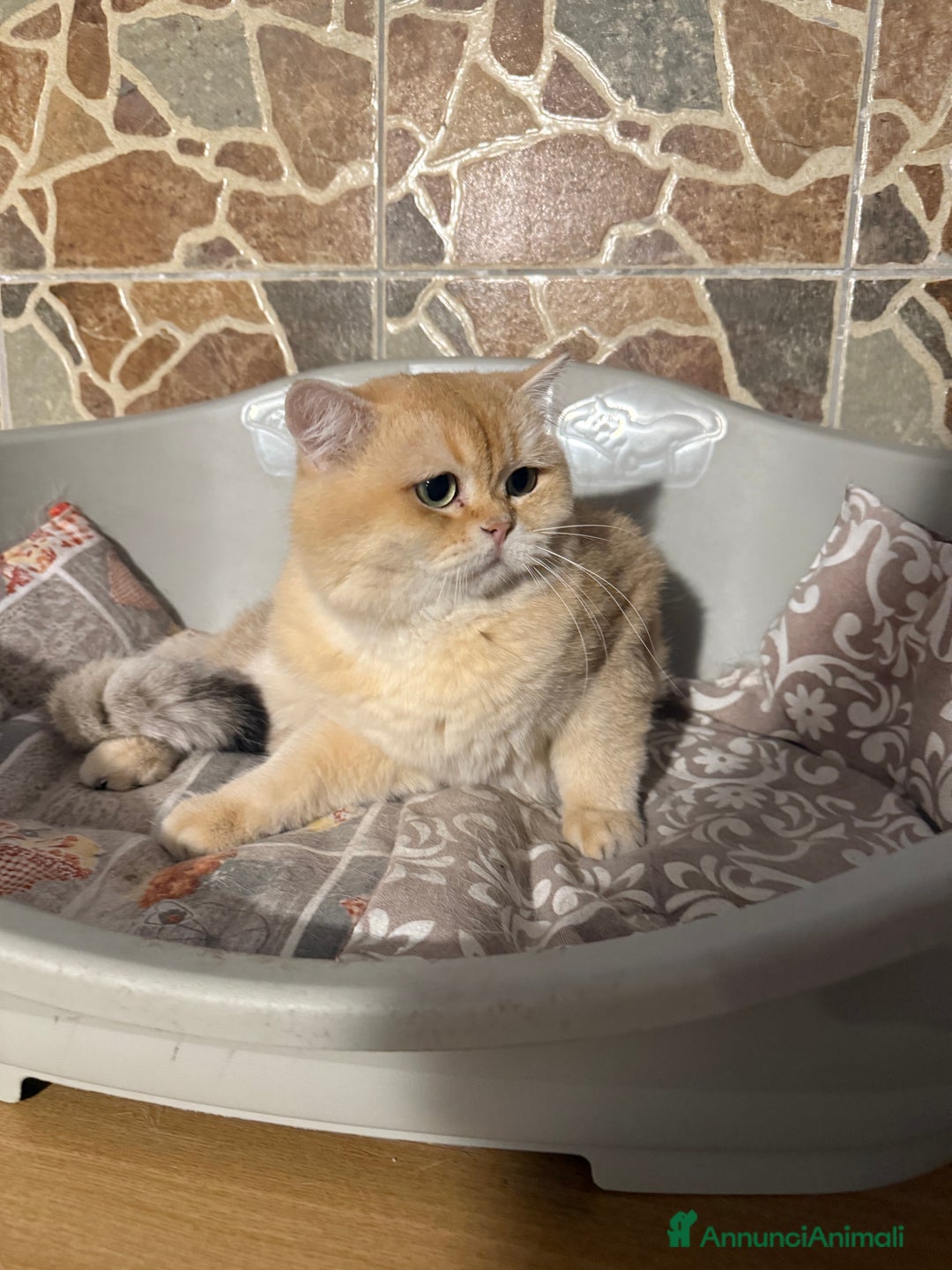 British gatti in vendita: British maschio chocolate Golden  - Annuncio 2