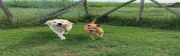 Meticcio cani in regalo: Astra, derivata Golden retriever in adozione - Annuncio 6