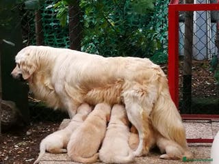 Golden Retriever cani Golden cuccioli - Annuncio 8
