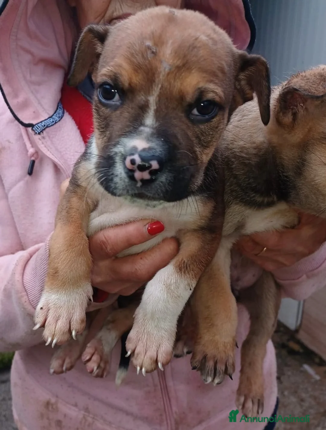 Meticcio cani in regalo: IL TENERO CHOCO - Annuncio 4