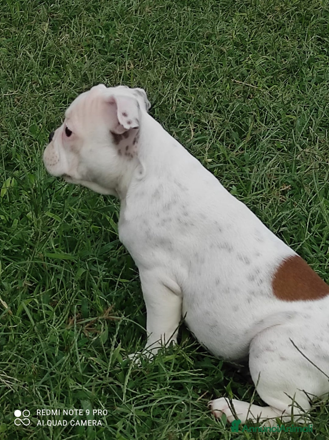 Bulldog Francese cani in vendita: Bulldog francese  - Annuncio 1