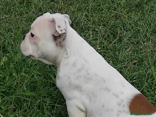 Bulldog Francese cani - Annuncio 33