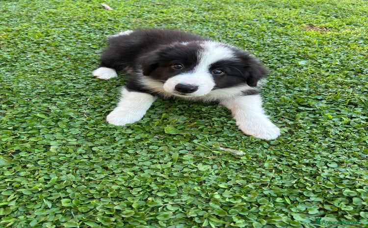 Border Collie cani a Città Metropolitana di Venezia - Annuncio 1
