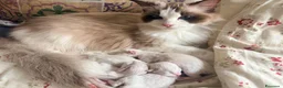 Ragdoll gatti in vendita: Dolcissimi cuccioli Ragdoll a Provincia di Perugia - Annuncio 2