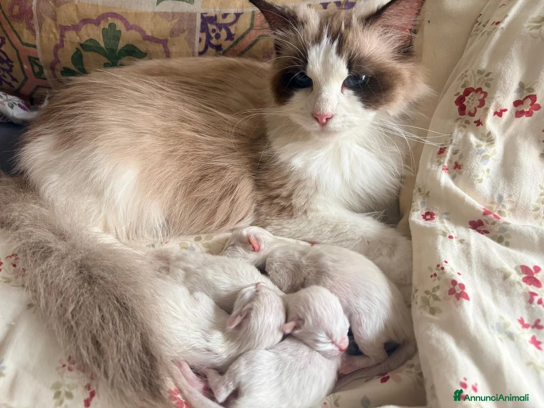 Ragdoll gatti in vendita: Dolcissimi cuccioli Ragdoll a Provincia di Perugia - Annuncio 2