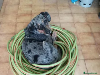 Australian Shepherd cani Regalo affettuoso pastore di nome Rhuu - Annuncio 21