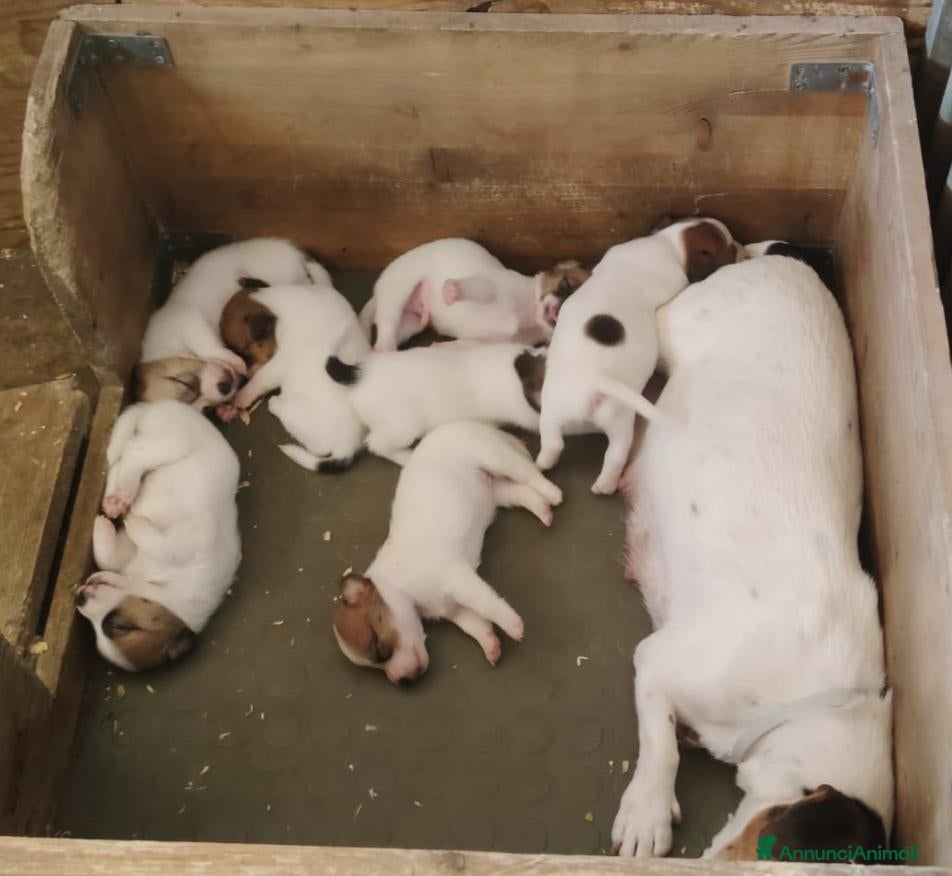 Jack Russell cani Disponibili cuccioli Jack Russel terrier  - Annuncio 4