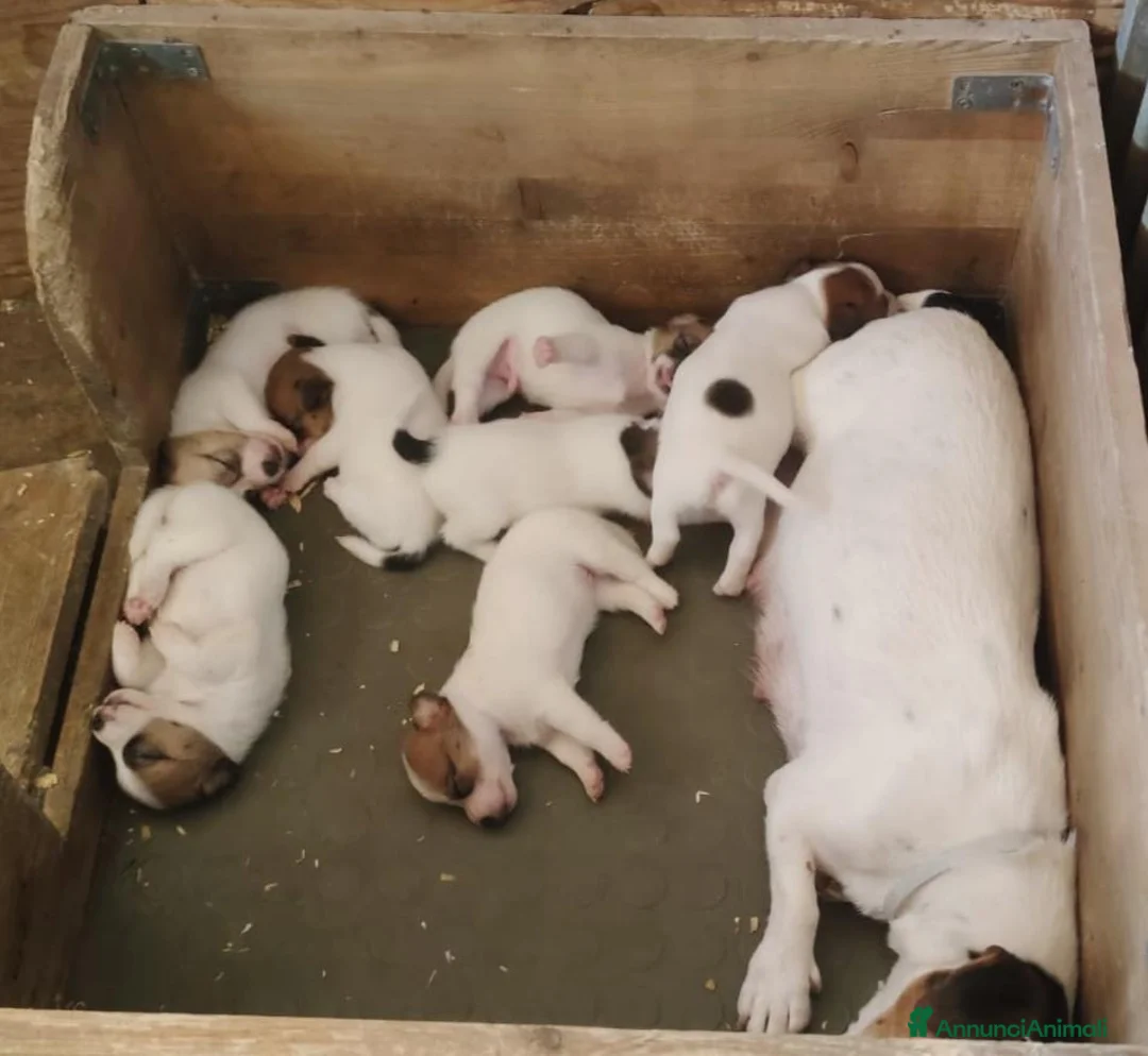 Jack Russell cani in vendita: Disponibili cuccioli Jack Russel terrier  - Annuncio 1