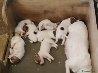 Jack Russell cani Disponibili cuccioli Jack Russel terrier - Annuncio 4