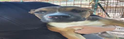 Pitbull cani in regalo: Choco bellissimo cucciolone simil pitbull - Annuncio 3