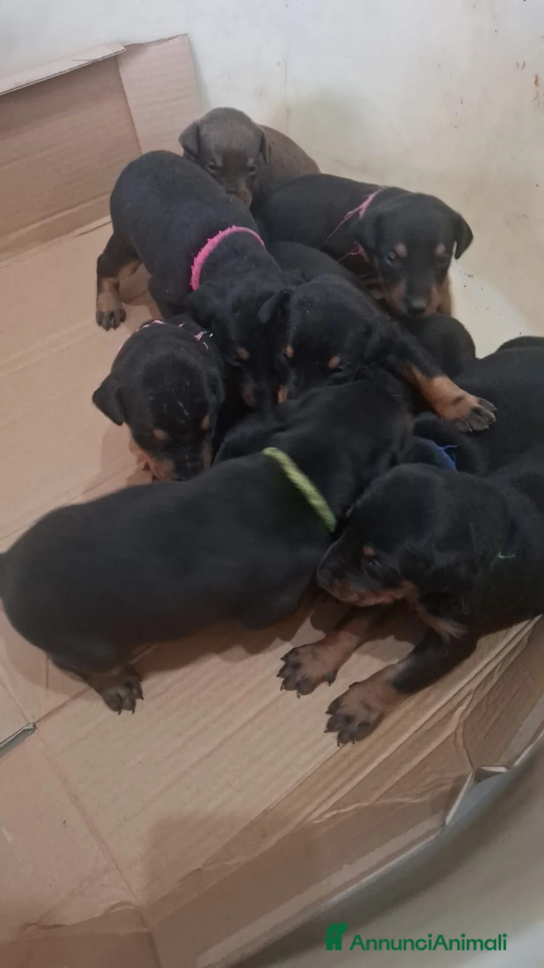 Dobermann cani in vendita: Cuccioli di dobermann  - Annuncio 8