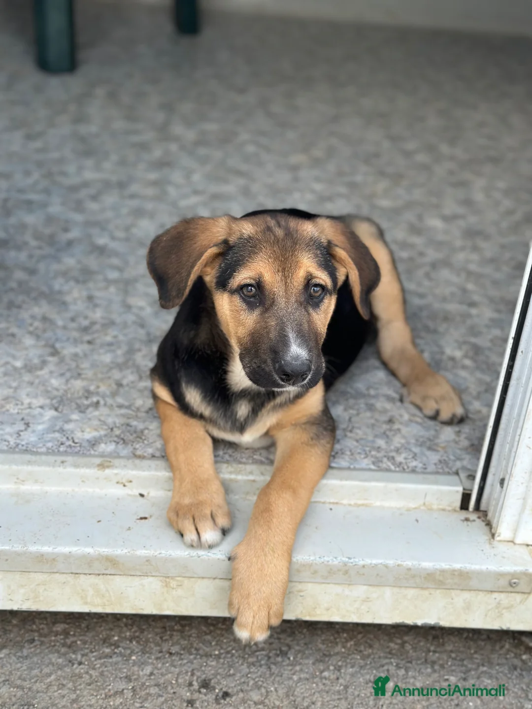 Meticcio cani in regalo: Cuccioli cercano famiglia - Annuncio 11