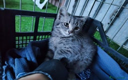 Europeo gatti in regalo: 🐾 Nìva, 3 Mesi, cerca casa! 🏡 a Provincia di Caserta - Immagine 8