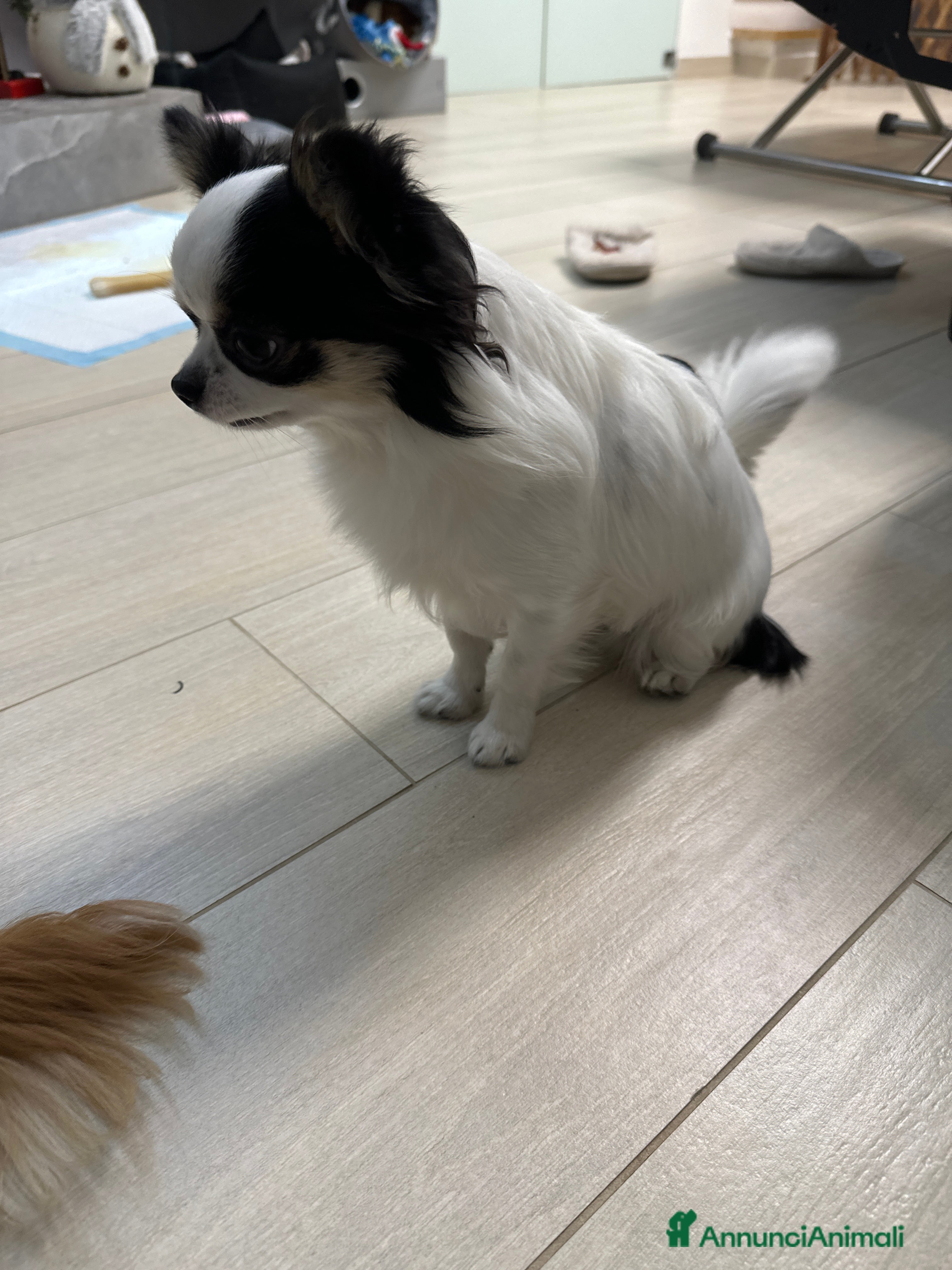 Chihuahua cani Cerco fidanzata  - Annuncio 2