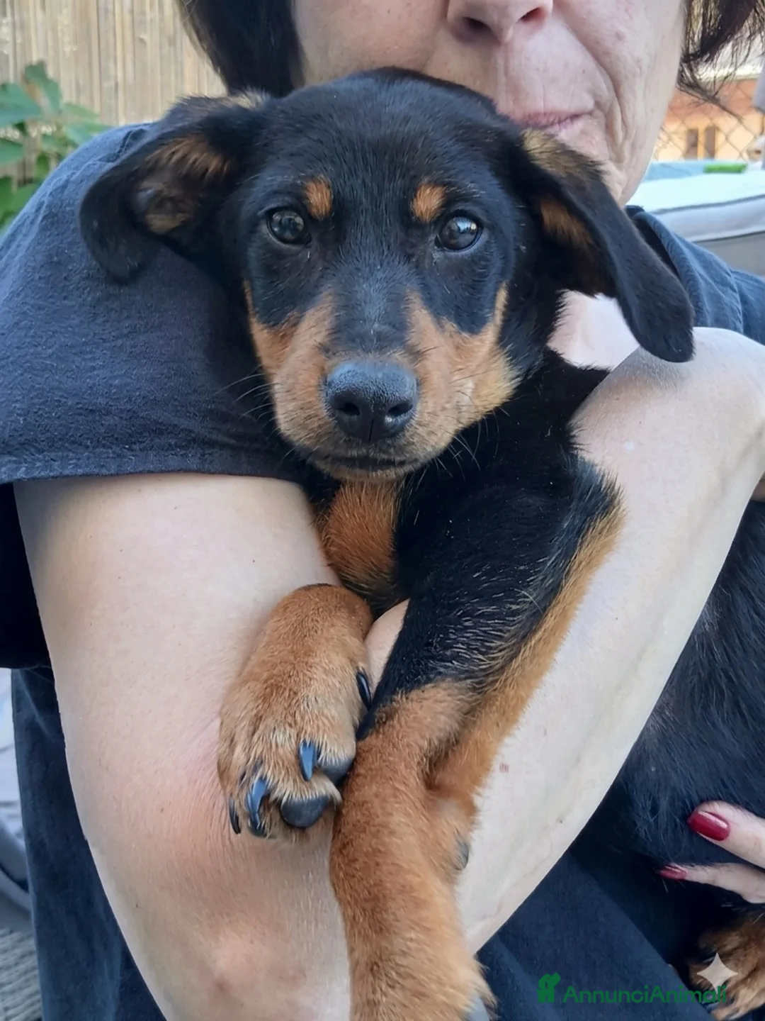 Meticcio cani in regalo: Pulcina - Annuncio 1