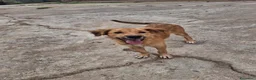 Meticcio cani in regalo: LIMONE 🩷 ASPRA LA VITA, DOLCISSIMA LEI a Provincia di Pavia - Annuncio 2