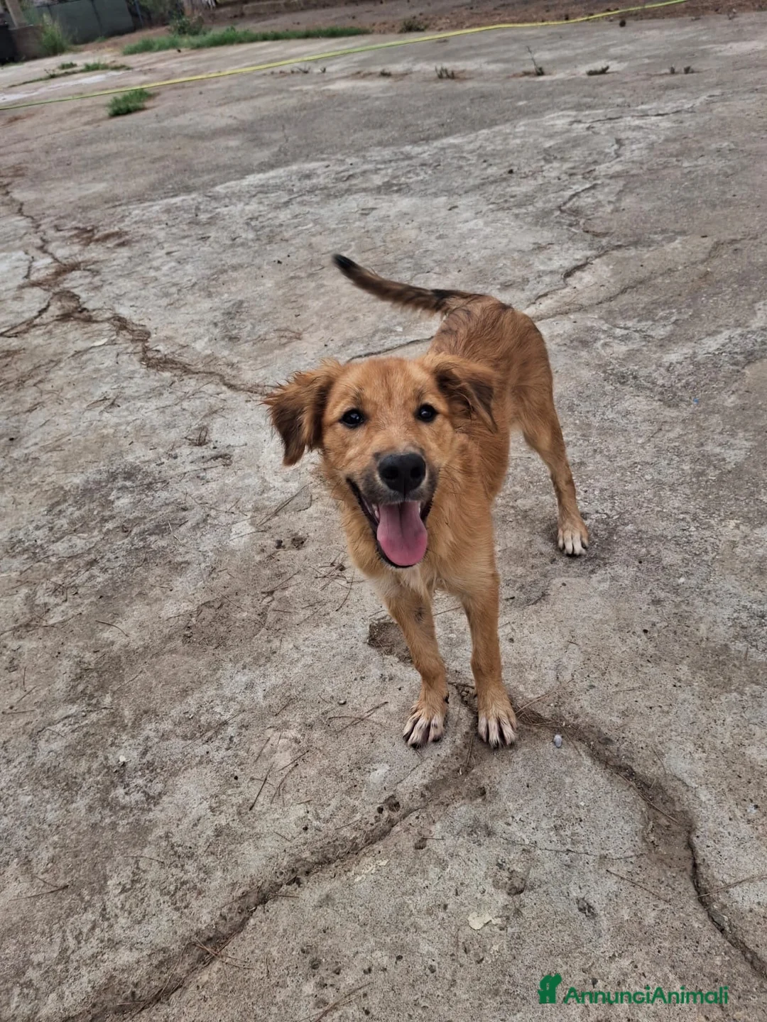 Meticcio cani in regalo: LIMONE 🩷 ASPRA LA VITA, DOLCISSIMA LEI a Provincia di Pavia - Annuncio 2