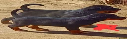 Rottweiler cani in vendita: Cuccioli rottweiler  - Annuncio 4