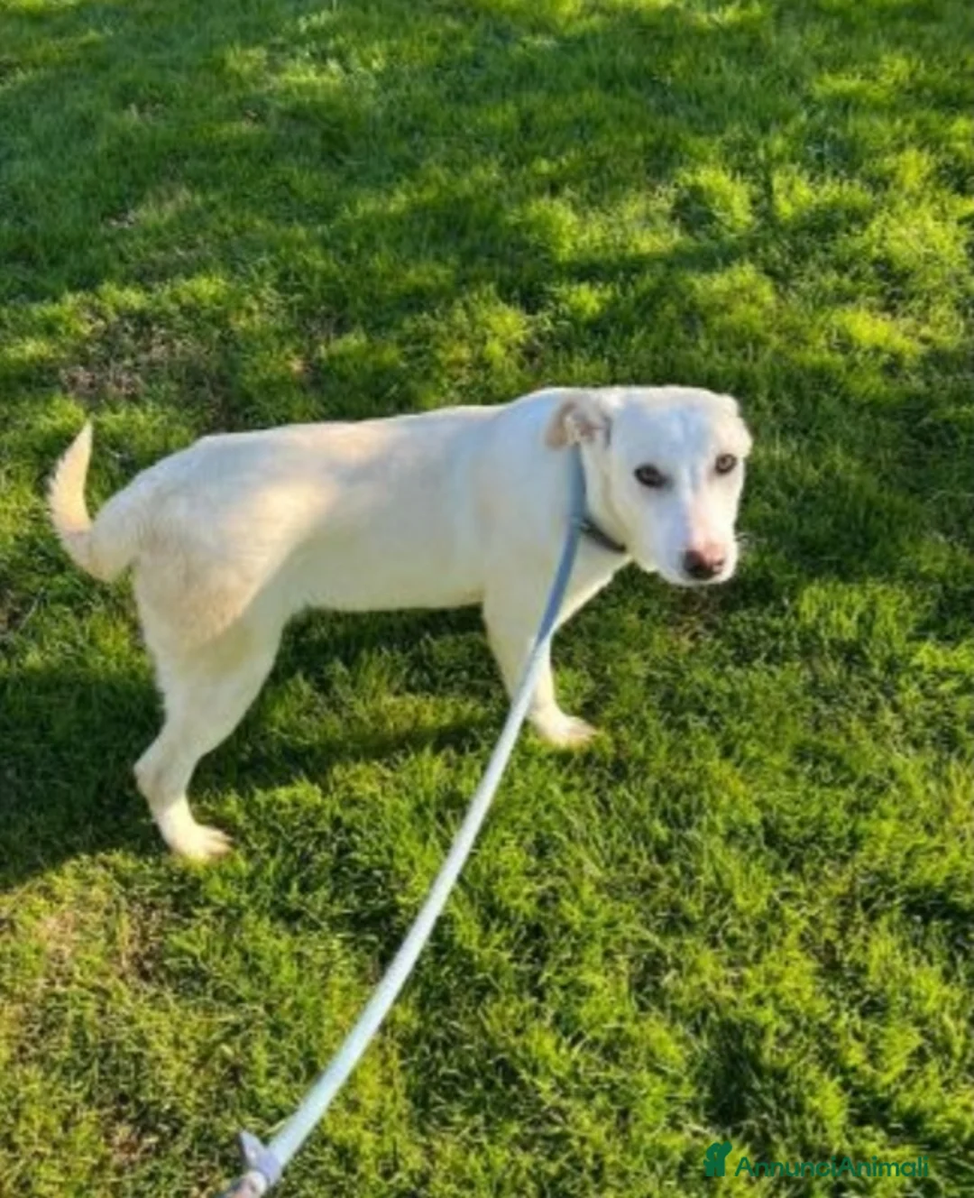 Meticcio cani in regalo: Mix Labrador femmina 3anni da sempre in box.MATERA a Città metropolitana di Milano - Annuncio 3