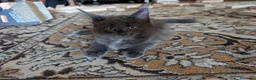Maine Coon gatti in vendita: Meravigliosi cuccioli Maine Coon a Città metropolitana di Roma Capitale - Annuncio 2