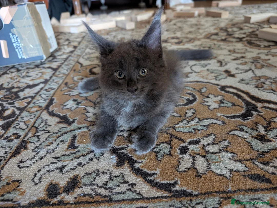 Maine Coon gatti in vendita: Meravigliosi cuccioli Maine Coon a Città metropolitana di Roma Capitale - Annuncio 2
