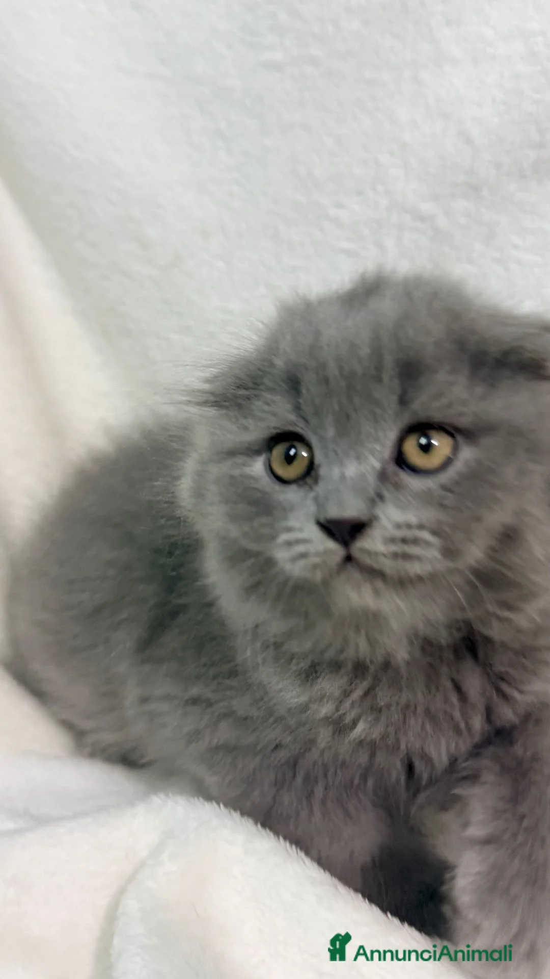 Scottish gatti in vendita: Gattino scottish fold  - Annuncio 2