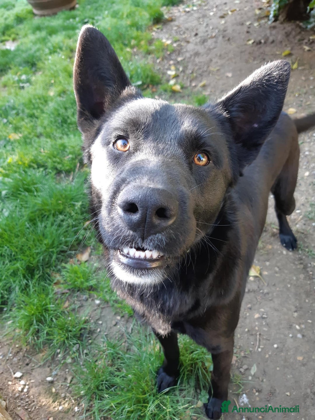 Meticcio cani in regalo: NATHAN, fantastico pastorino in nero! a Città Metropolitana di Firenze - Immagine 2