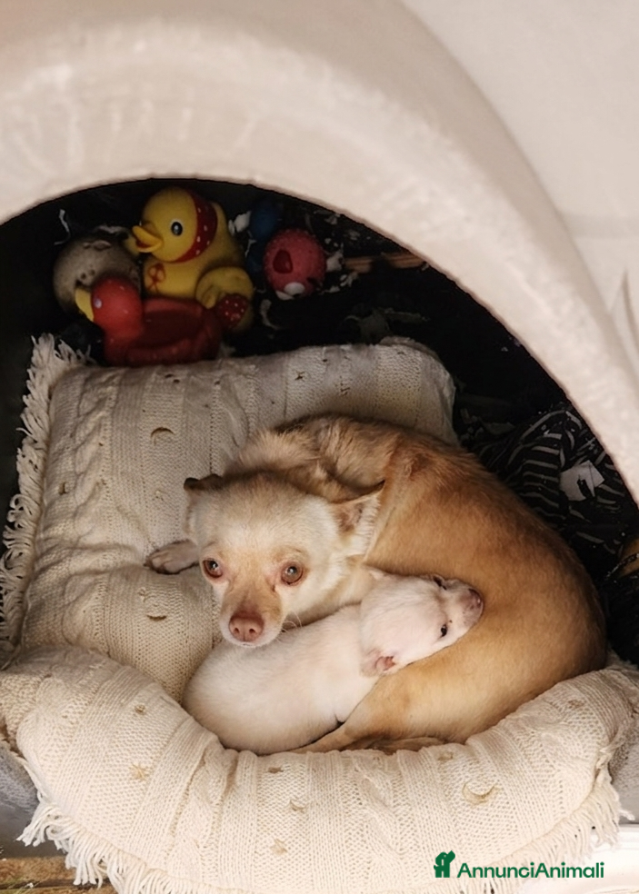 Chihuahua cani Splendida cucciola di Chihuahua  - Annuncio 2