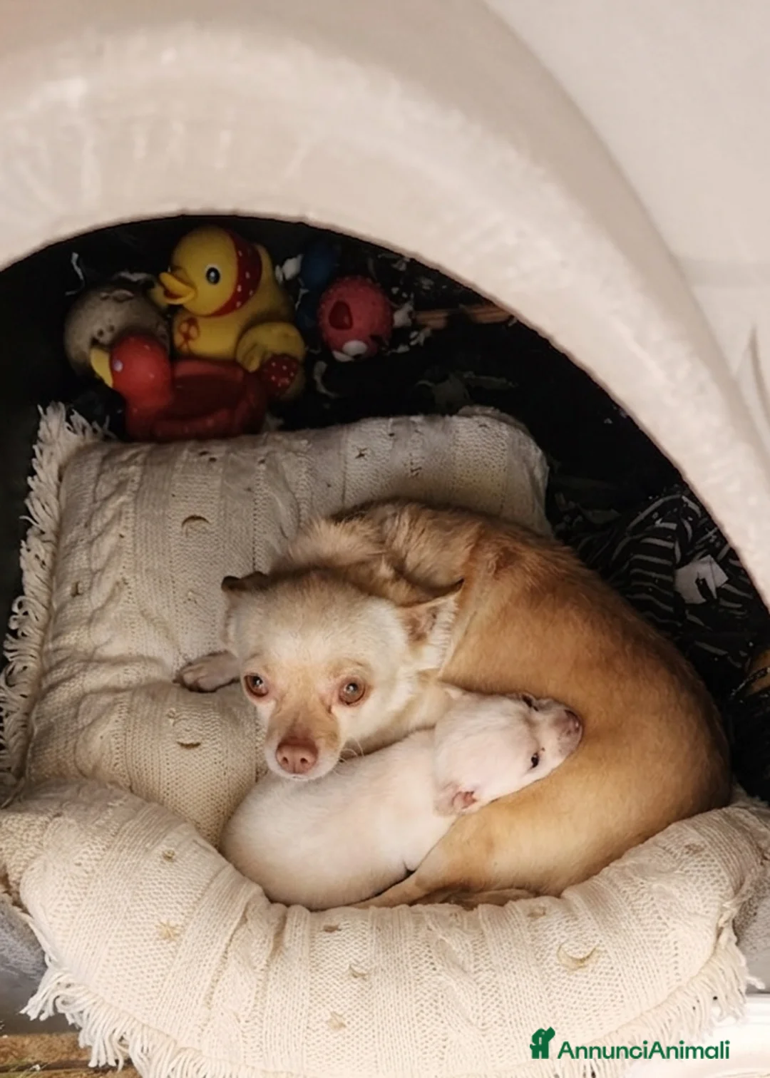 Chihuahua cani in vendita: Splendida cucciola di Chihuahua  - Annuncio 1