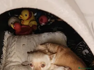 Chihuahua cani Splendida cucciola di Chihuahua - Annuncio 8