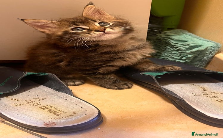 Maine Coon gatti a Città Metropolitana di Torino - Annuncio 5