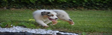 Australian Shepherd 7
