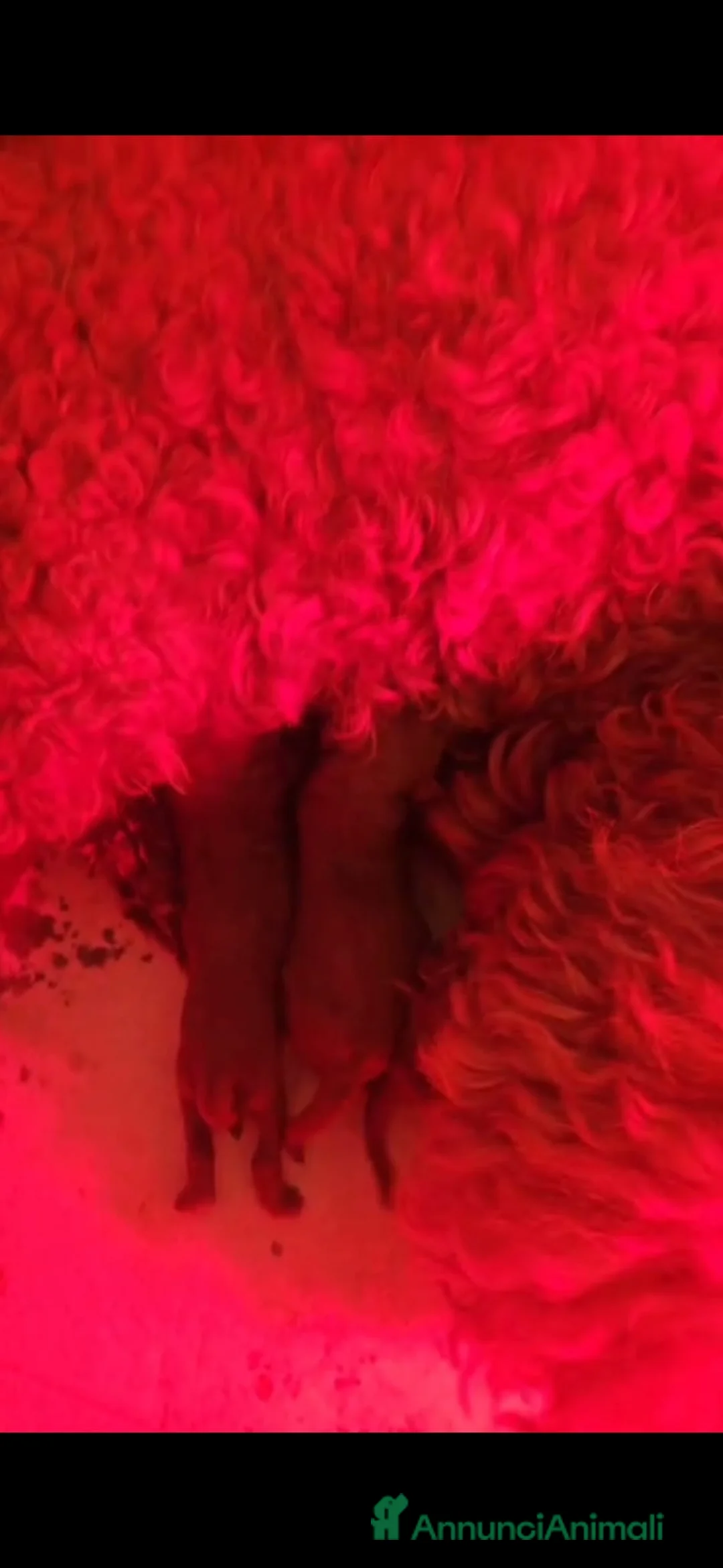 Barboncino cani in vendita: Vendo barboncino nano piccolo - Annuncio 3