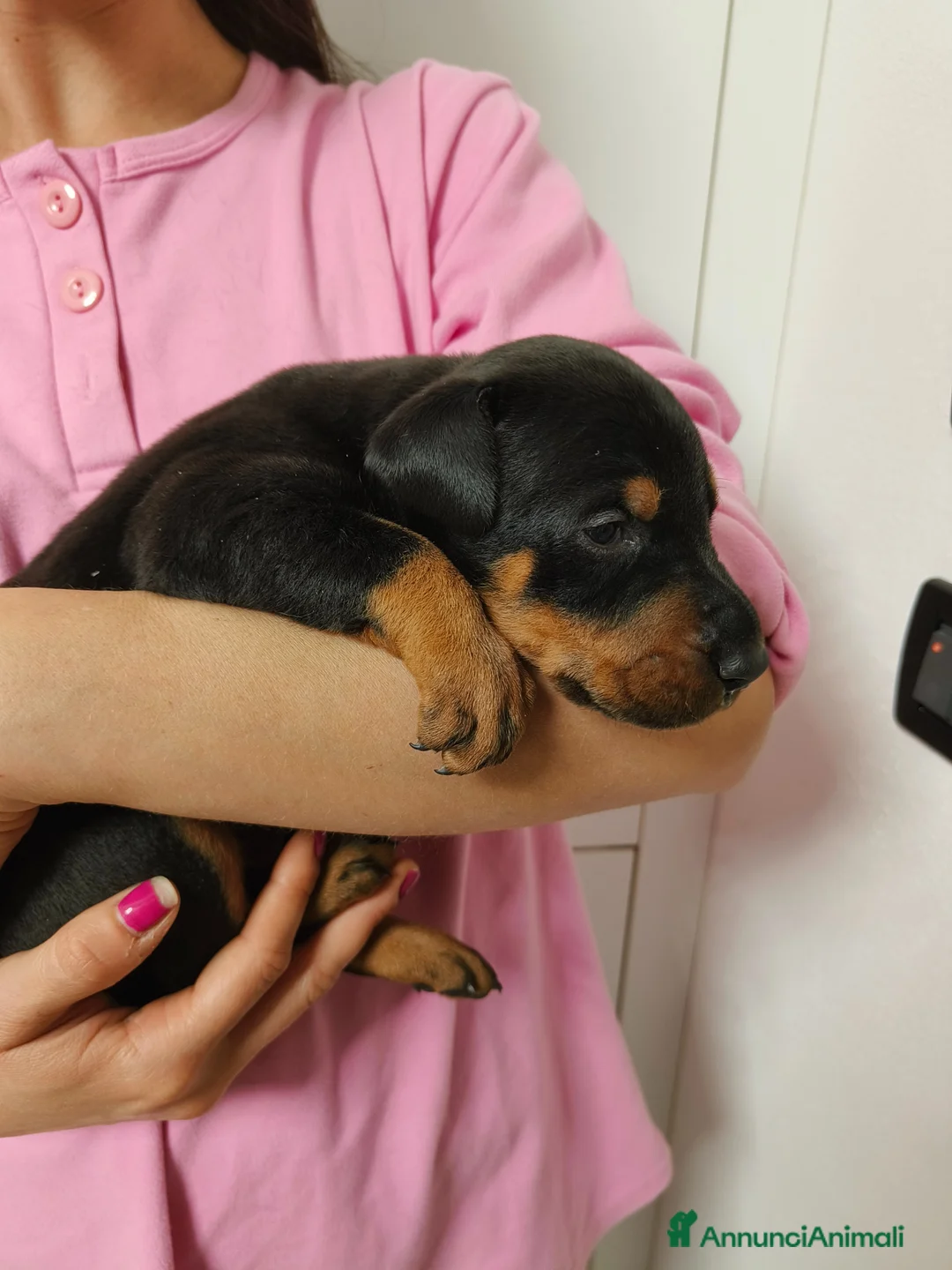 Dobermann cani in vendita: Cuccioli dobermann - Annuncio 6