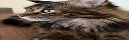 Maine Coon gatti in vendita: maine coon 7 anni - Annuncio 5