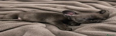 Bulldog Francese 3