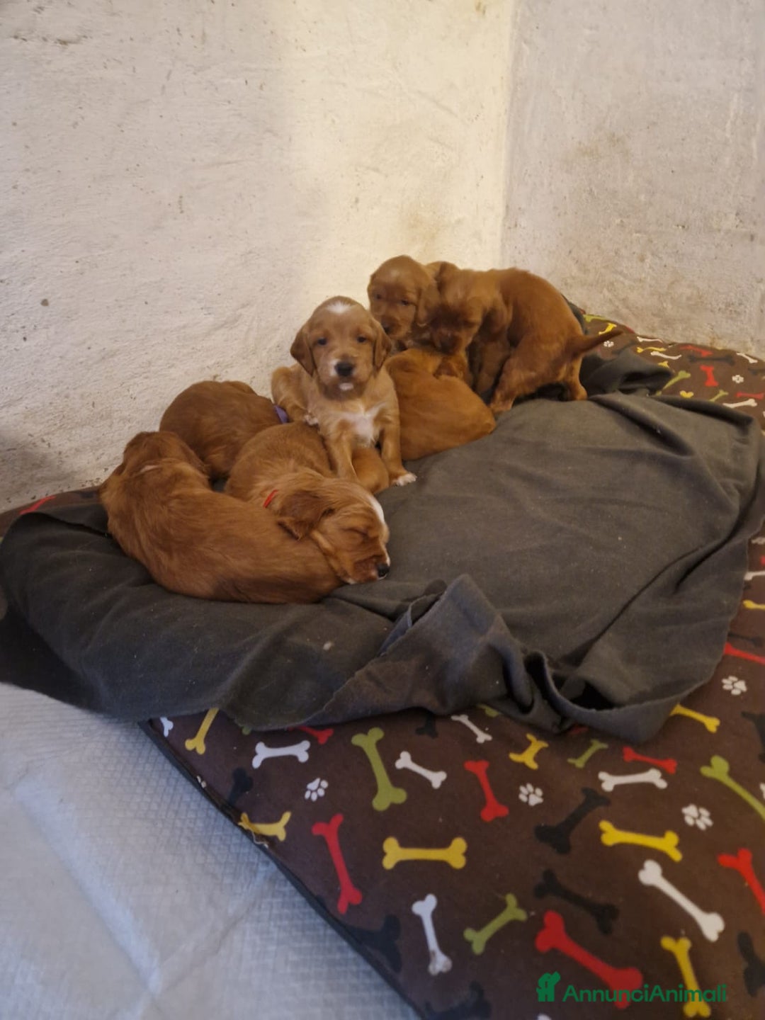 Setter Irlandese cani in vendita: Cuccioli di Setter Irlandese - Annuncio 2