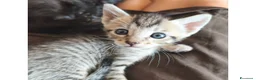Meticcio gatti in regalo: Ecco a voi Lupin e Jigen!! - Annuncio 8