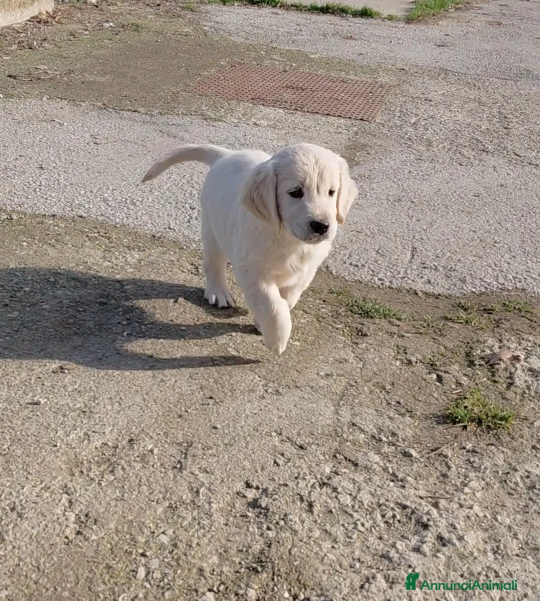 Golden Retriever cani in vendita: Cucciolindi Golden retriever - Annuncio 7