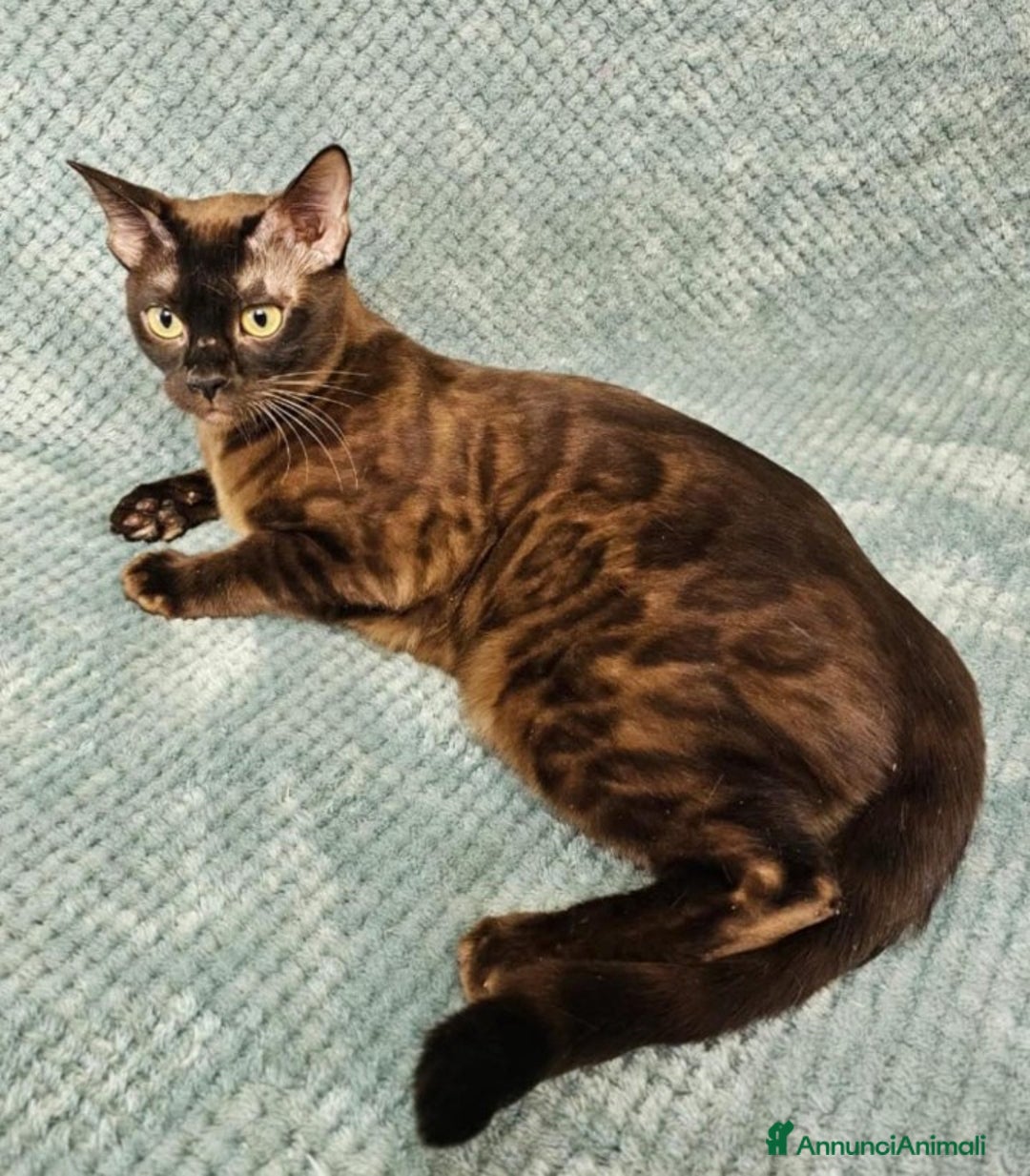 Bengala gatti in vendita: Gatti del bengala con pedigree Anfi - Annuncio 6