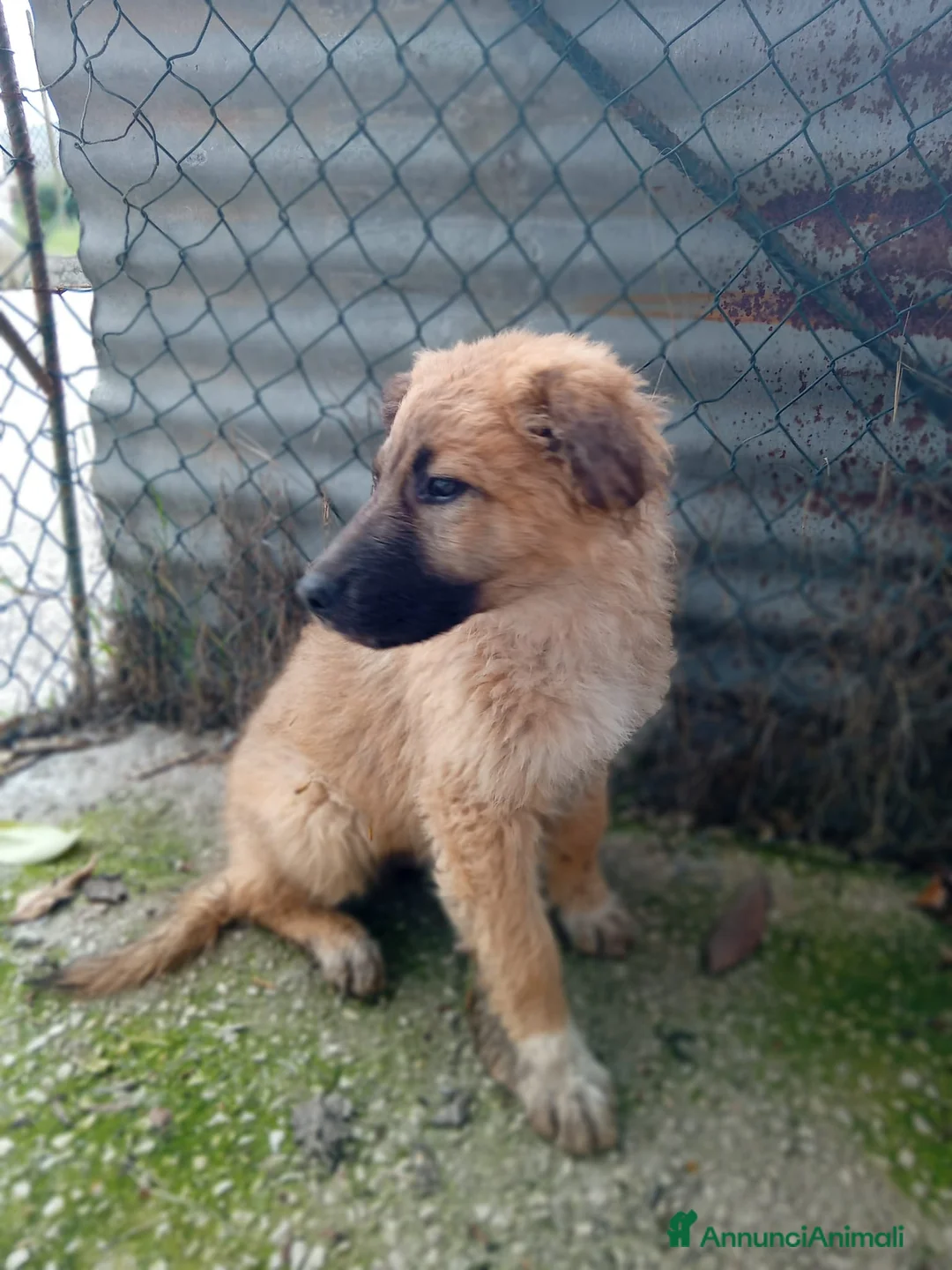Meticcio cani in regalo: Tonino, 5 mesi, simil belga. Socievolissimo - Annuncio 1