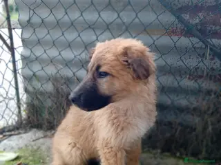 Meticcio cani Tonino, 5 mesi, simil belga. Socievolissimo - Annuncio 9