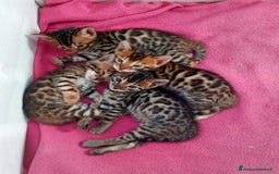 Bengala gatti in vendita: CUCCIOLI BENGALA a Provincia di Treviso - Immagine 1