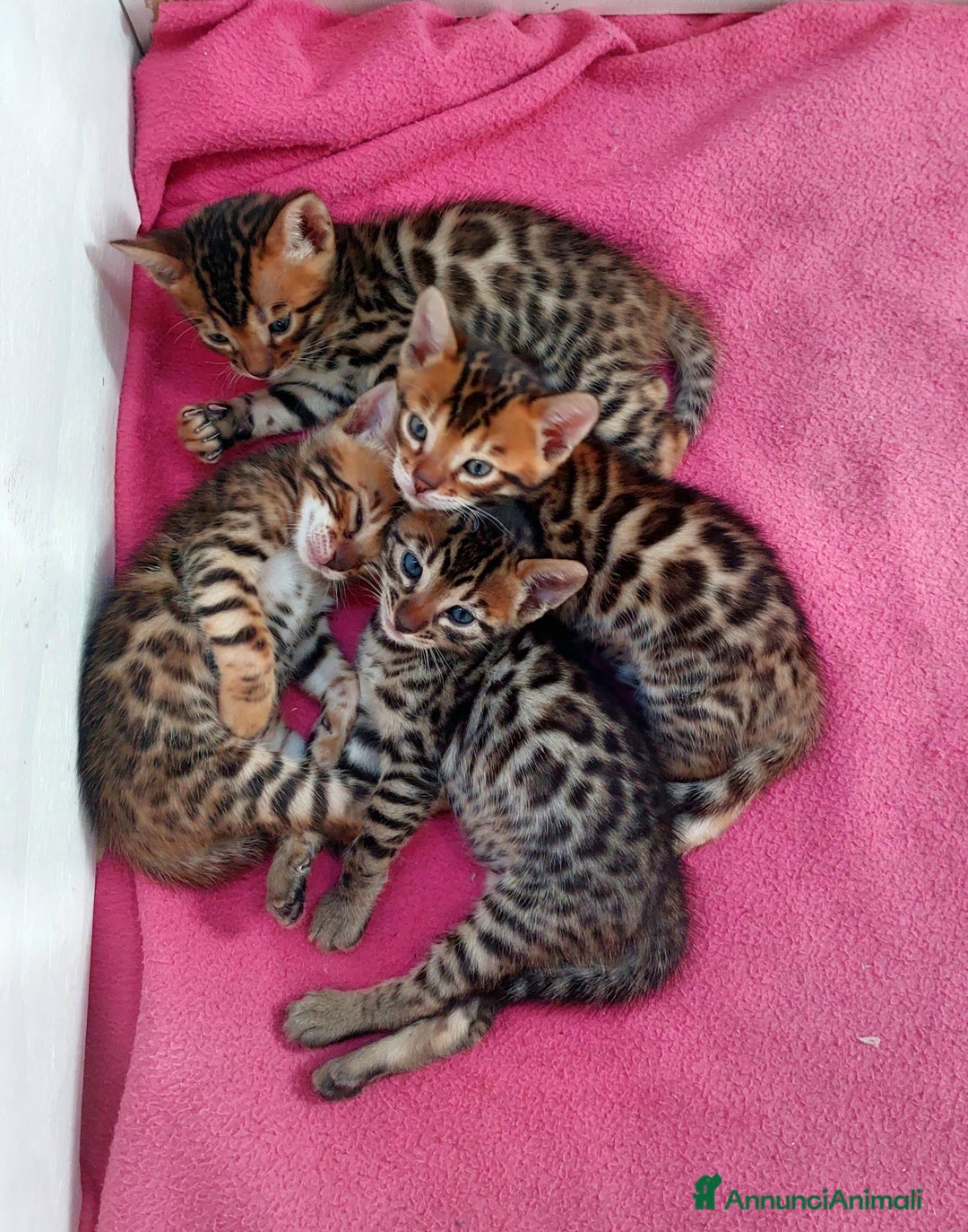 Bengala gatti in vendita: CUCCIOLI BENGALA a Provincia di Treviso - Immagine 1