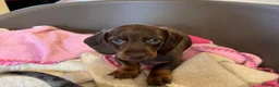 Bassotto cani in vendita: Bassotto maschio  - Annuncio 3