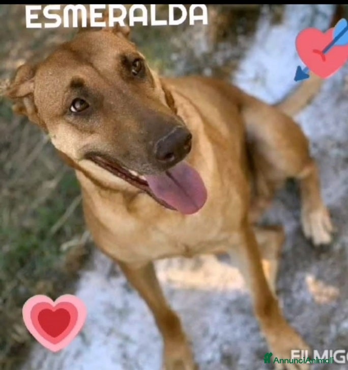 Meticcio cani Mix Pastore Malinois/Pitbull R.Nose 5/6 anni.ROMA a Città Metropolitana di Milano - Annuncio 1