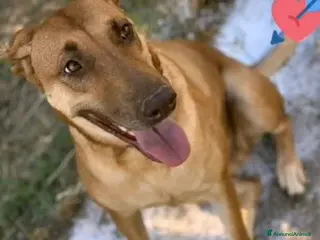 Meticcio cani Mix Pastore Malinois/Pitbull R.Nose 5/6 anni.ROMA a Città Metropolitana di Milano - Annuncio 7