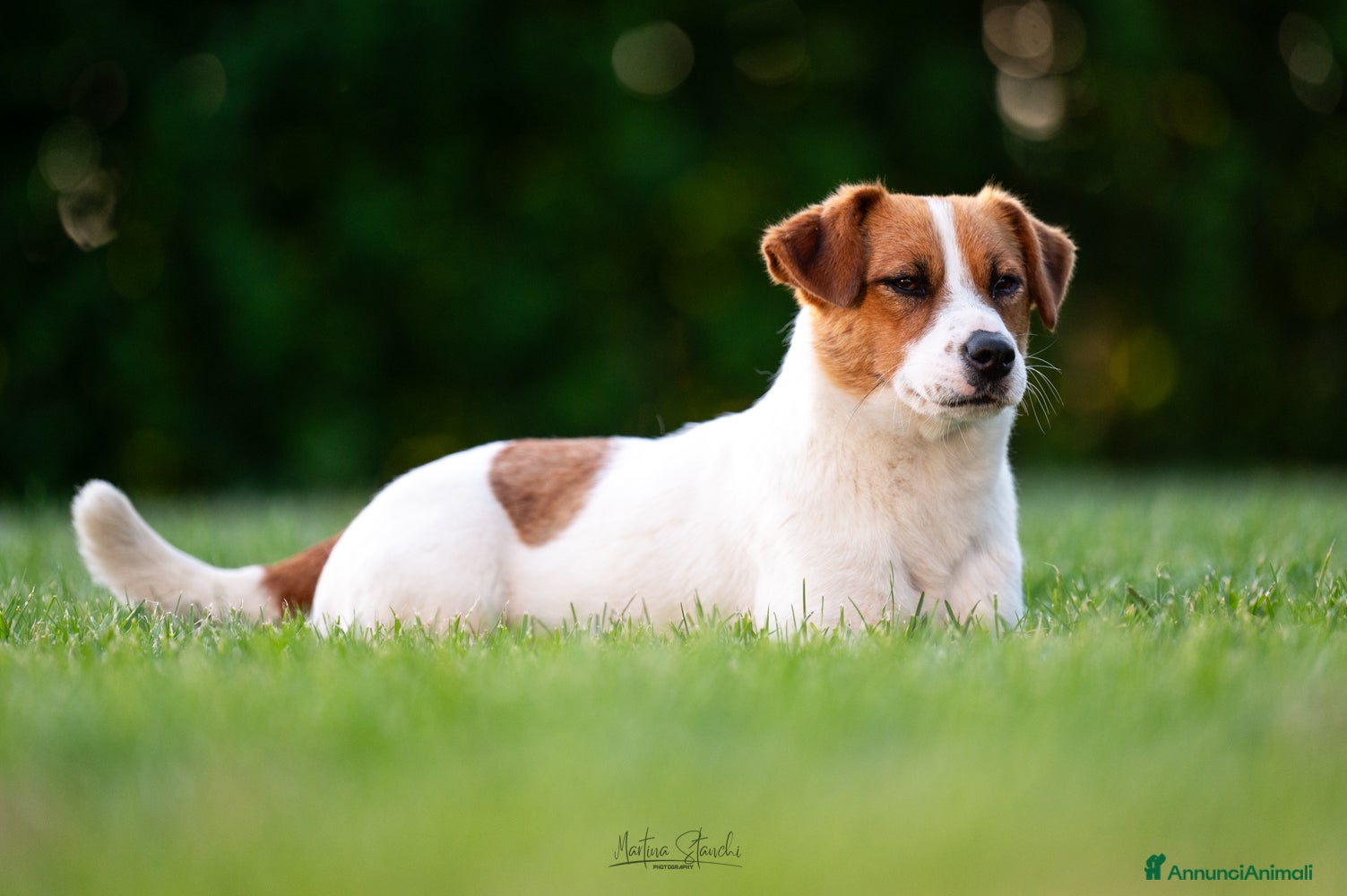 Jack Russell cani Jack russell terrier  - Annuncio 2